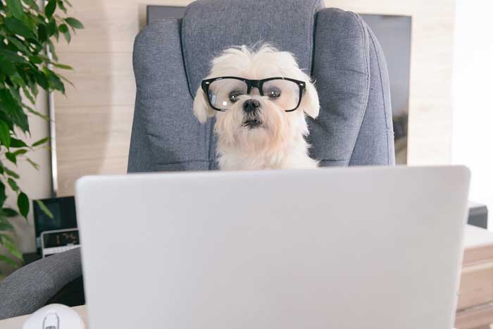 a dog trying to work out the smartest ways to use your tax refund