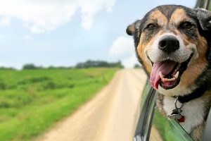 Dog happily hanging its head outside car window