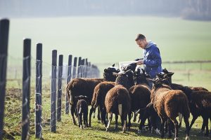 Farmhand feeding livestock